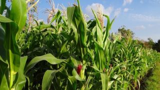 Pagamento das sementes de milho e feijão, em Canguçu, referentes a safra 2021/2022, foram anistiados