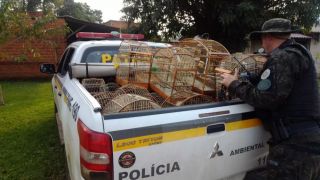 Policiais militares prendem homens por manter pássaros silvestres em cativeiro no município de Vera Cruz