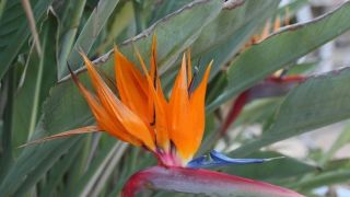 9 Espécies de Flores Exóticas para Cultivar no Brasil