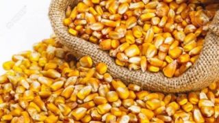 Troca-troca de Sementes de Milho, em Pelotas, entrega 70 sacas da safrinha