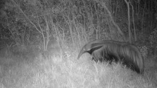Espécie de tamanduá considerada extinta no RS é registrada em Unidade de Conservação do Pampa