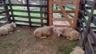 1ª Feira de Ovinos de General Câmara é realizada com sucesso e comercialização de 31 ovinos