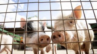 Projeto considera infração venda de animal vivo junto de alimento para consumo humano