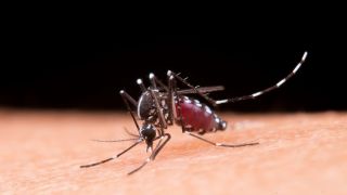 Automedicação em casos de dengue pode até agravar complicações da doença 