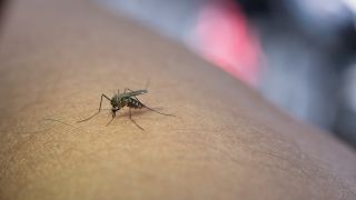 Doença de Chagas: Brasil é um dos únicos fabricantes do insumo essencial para o tratamento
