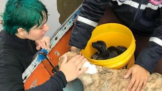 Cerca de 80 animais foram resgatados pela Secretaria de Bem-Estar Animal, em Guaíba